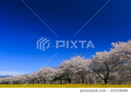 Trumpa Narcissus and cherry tree walking road Trumpa Narcissus and cherry tree walking road 28329686