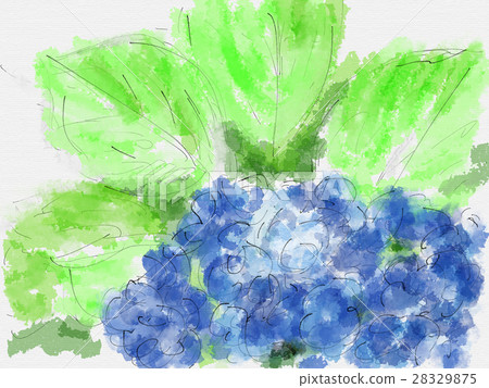 繡球花圖 28329875