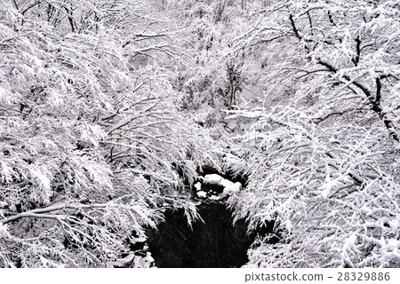 The winter 28329886
