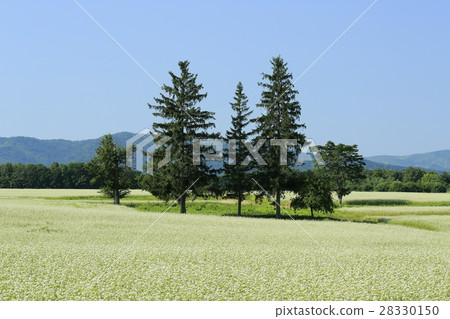 Buckwheat field and pine Buckwheat field and pine 28330150