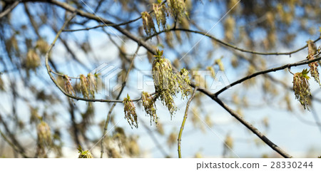 flowering maple tree 28330244