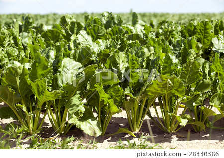 Field with sugar beet Field with sugar beet 28330386