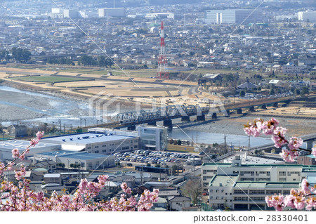 小田急線河津櫻花松田山 28330401
