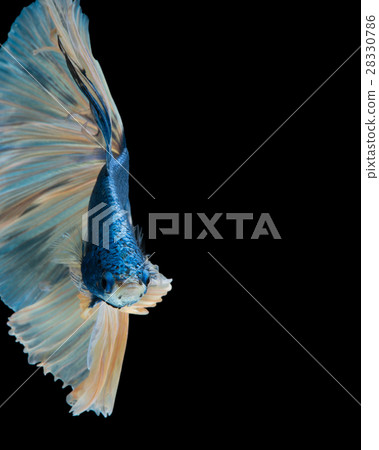 blue betta fish blue betta fish 28330786