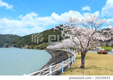 濱松市Funingu市大壩的櫻花 28330835