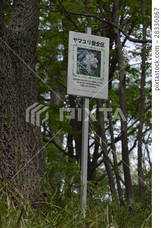 多摩山Miyako Naganuma公園的春天是八王子市 28330867
