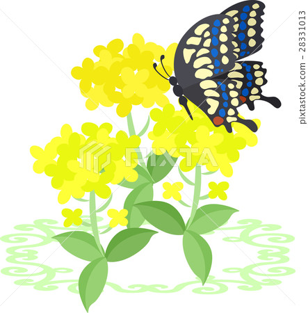 A beautiful rape flower illustration 28331013