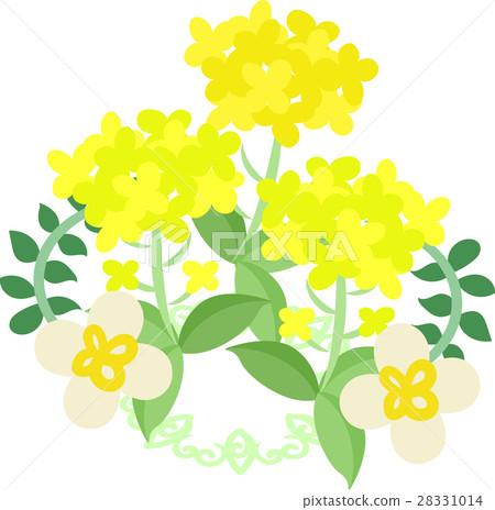 A beautiful rape flower illustration 28331014