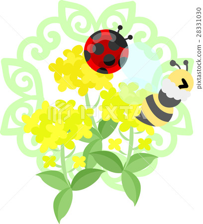 A beautiful rape flower illustration A beautiful rape flower illustration 28331030