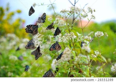 Flying butterfly 28331289