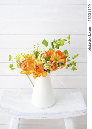 鬱金香春天的花朵 鬱金香春天的花朵 28331509