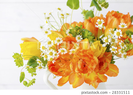 鬱金香春天的花朵 28331511