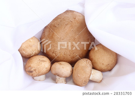 蘑菇 28331703