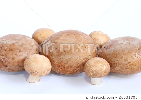 蘑菇 28331705