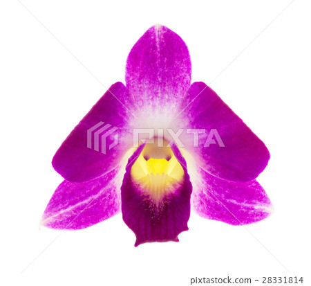 Orchid flower purple Orchid flower purple 28331814