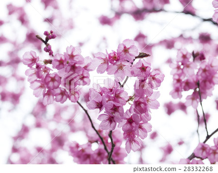 Cherry Blossoms Cherry Blossoms 28332268