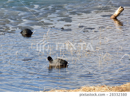 野雞鳥在Su訪湖在冬天 28332380