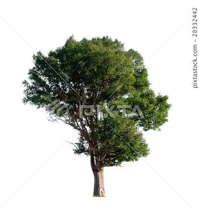 isolated tree on white background isolated tree on white background 28332442