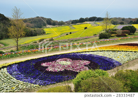Spring blossoms 28333487