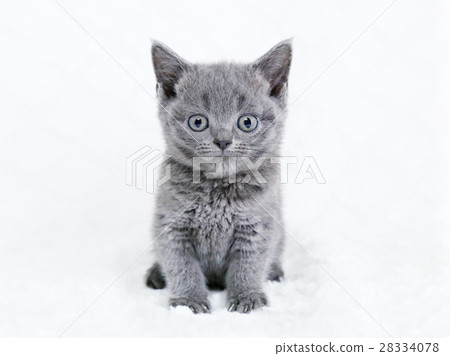 Bri-chan kitty cat 28334078
