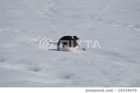 一隻企鵝在雪地上滑行 一隻企鵝在雪地上滑行 28334470