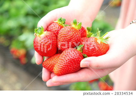 Strawberry Strawberry 28334534