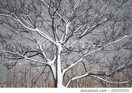 冬天的景色 28335033