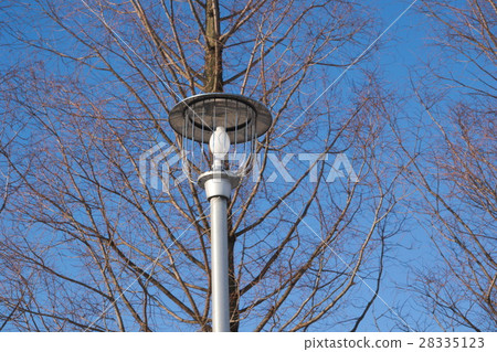 Street lights and deciduous trees 28335123