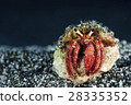 Hermit crabs standing on the seafloor 28335352