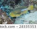 Ogasawara endemic species female female 28335353