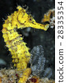 Yellow Oumium 28335354