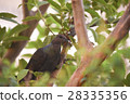 Ogasawara original species Akagashira Karasubato 28335356