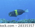 Ogasawara endemic species Osame mimetic male 28335357