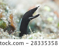 Young fish of Hana shrimp 28335358
