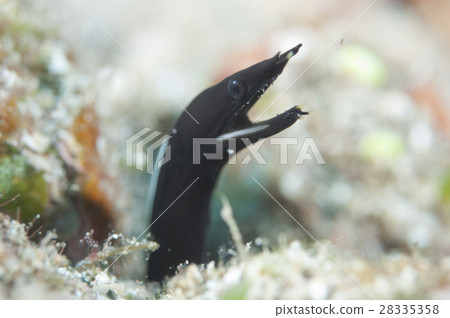 Young fish of Hana shrimp Young fish of Hana shrimp 28335358