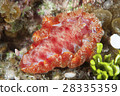 The largest species in the world Mikado Umiji 28335359