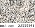 Coral dust 28335361