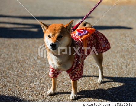 Shiba Inu Dog with Yukata Shiba Inu Dog with Yukata 28335518