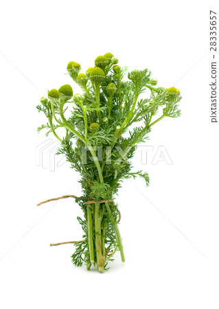 Chamomile flowers isolated on white 28335657