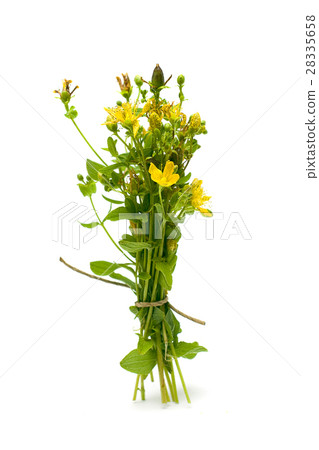 St. John's wort (Hypericum perforatum) isolated on white 28335658