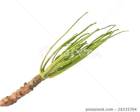 Bare Twig of Neem Tree on White Background 28335704