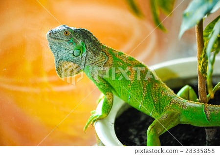 one green iguana 28335858