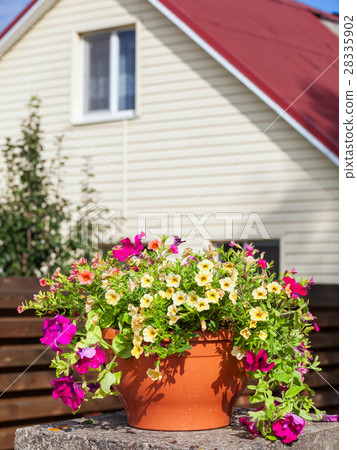 Flowerpot with petunia flowers near a home 28335902