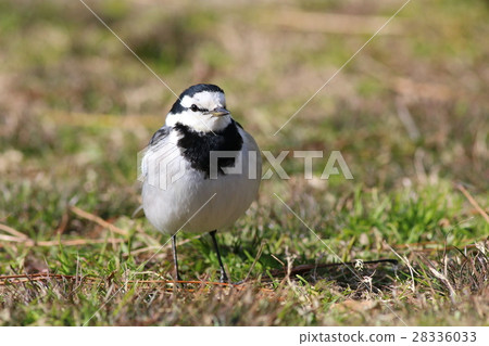 Waksekirei wild bird 28336033