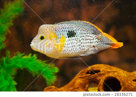Aequidens rivulatus. Green Terror Cichlid. 28336271