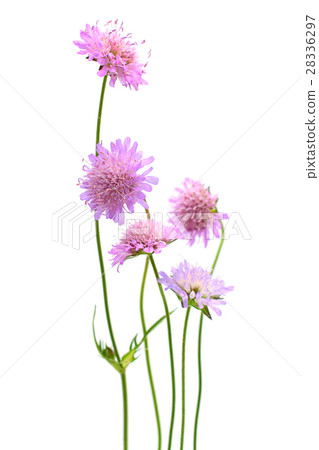 Flower isolated on white background 28336297