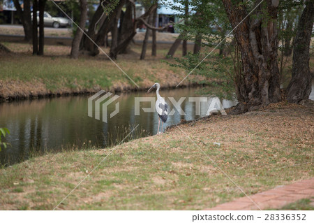 Openbill birds are on the canal 28336352