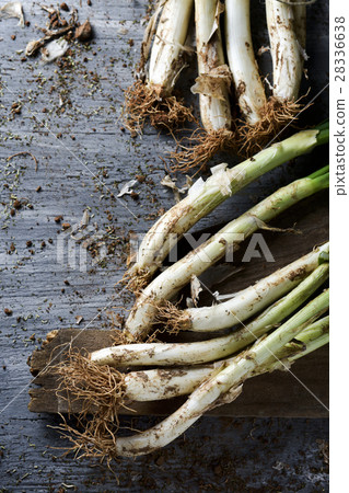 raw calcots, sweet onions typical of Spain raw calcots, sweet onions typical of Spain 28336638