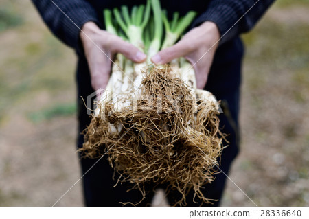 man with calcots, sweet onions typical of Spain 28336640