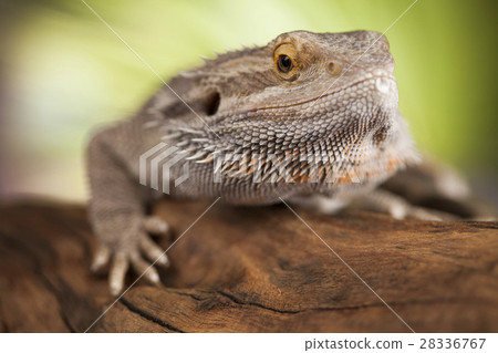 Agama bearded, pet on black background, reptile 28336767